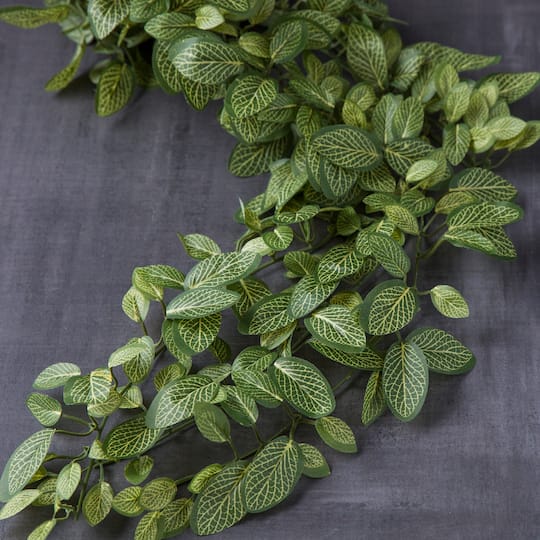 Fittonia Hanging Bush Classic Greeery by Ashland®